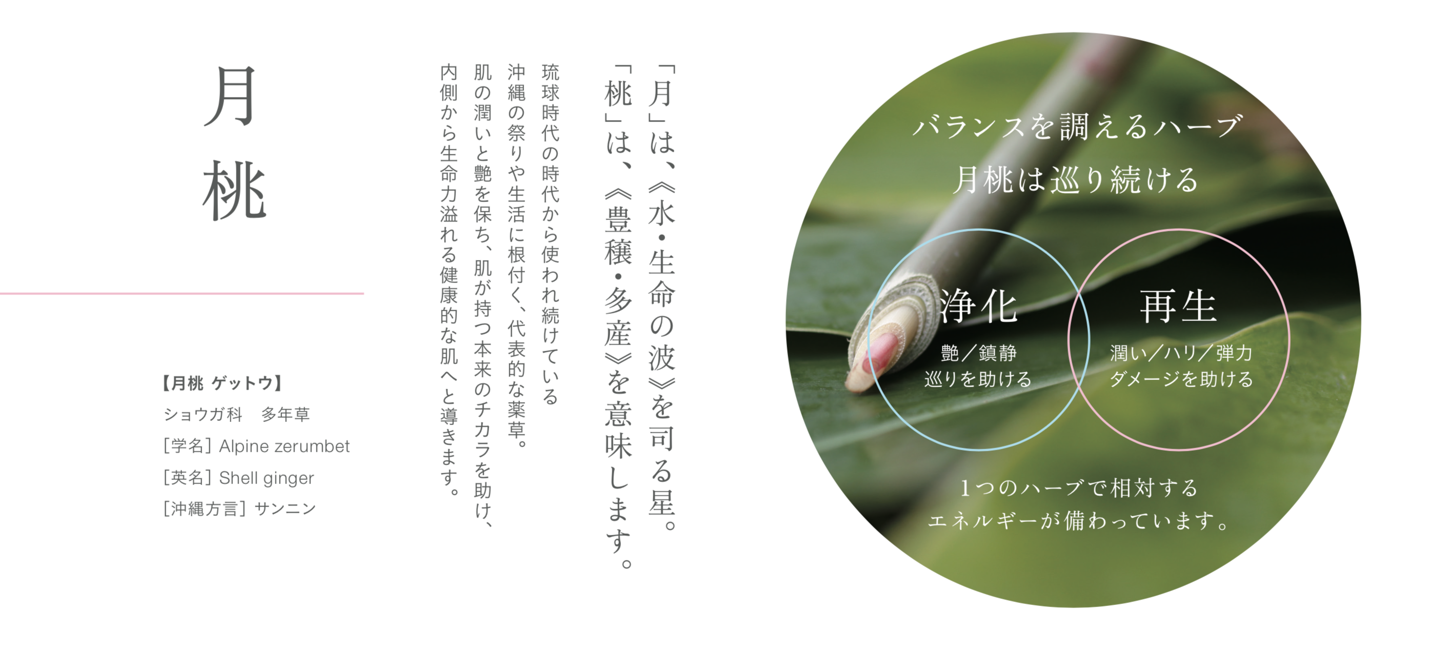 月桃について – ムーンピーチ